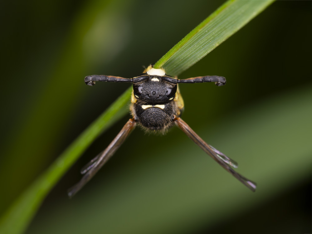 Aiuto identificazione